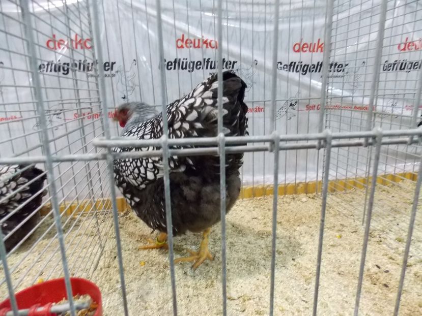  - EXPO-2017- NATIONALA AUSTRIEI WELS