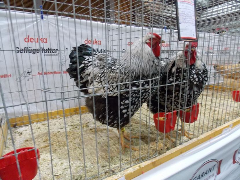  - EXPO-2017- NATIONALA AUSTRIEI WELS