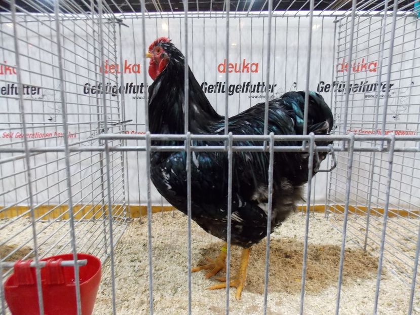  - EXPO-2017- NATIONALA AUSTRIEI WELS