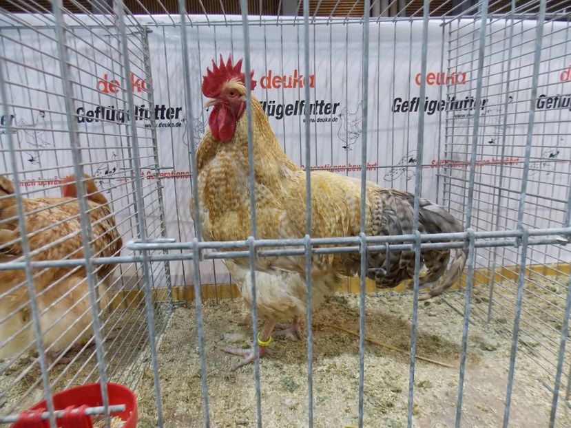  - EXPO-2017- NATIONALA AUSTRIEI WELS