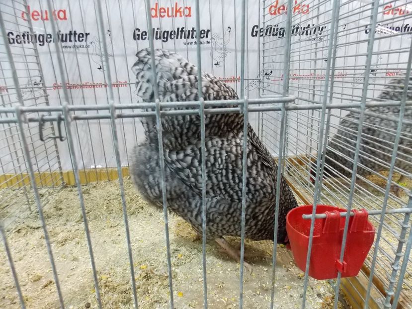  - EXPO-2017- NATIONALA AUSTRIEI WELS