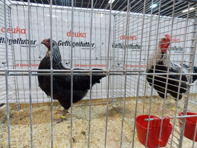  - EXPO-2017- NATIONALA AUSTRIEI WELS