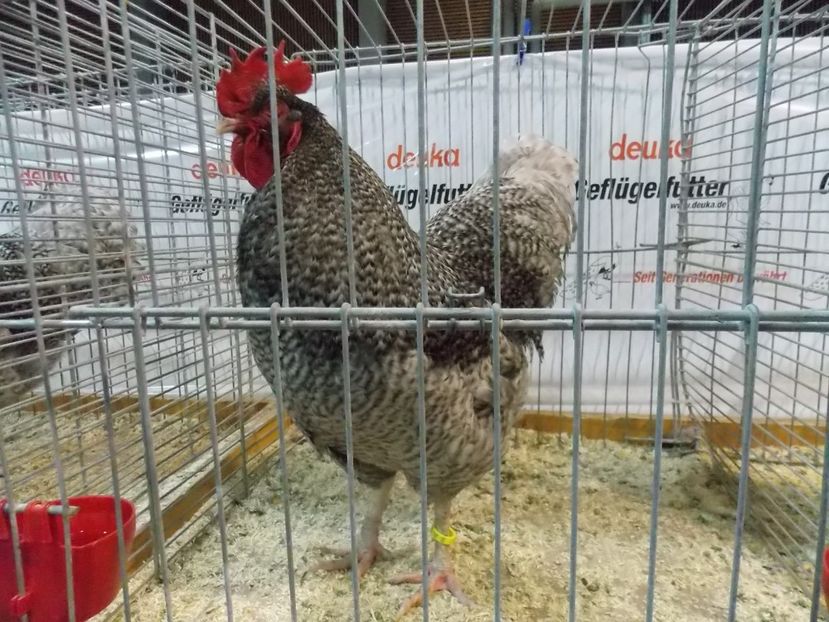  - EXPO-2017- NATIONALA AUSTRIEI WELS