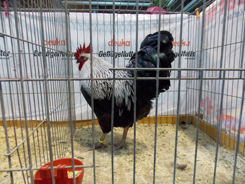  - EXPO-2017- NATIONALA AUSTRIEI WELS