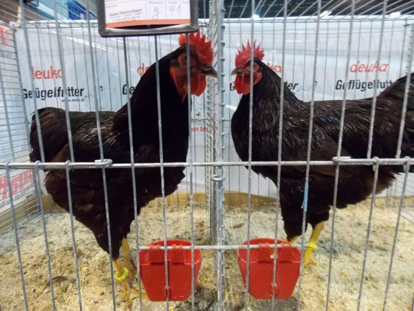  - EXPO-2017- NATIONALA AUSTRIEI WELS