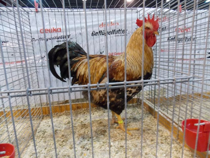  - EXPO-2017- NATIONALA AUSTRIEI WELS