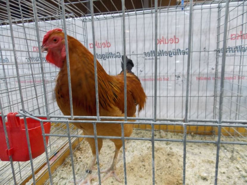  - EXPO-2017- NATIONALA AUSTRIEI WELS