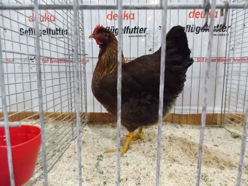  - EXPO-2017- NATIONALA AUSTRIEI WELS