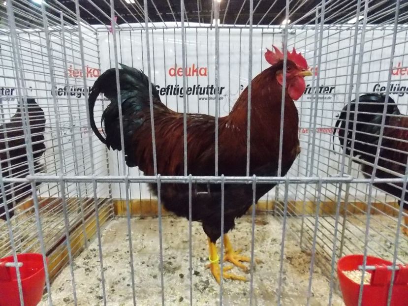  - EXPO-2017- NATIONALA AUSTRIEI WELS