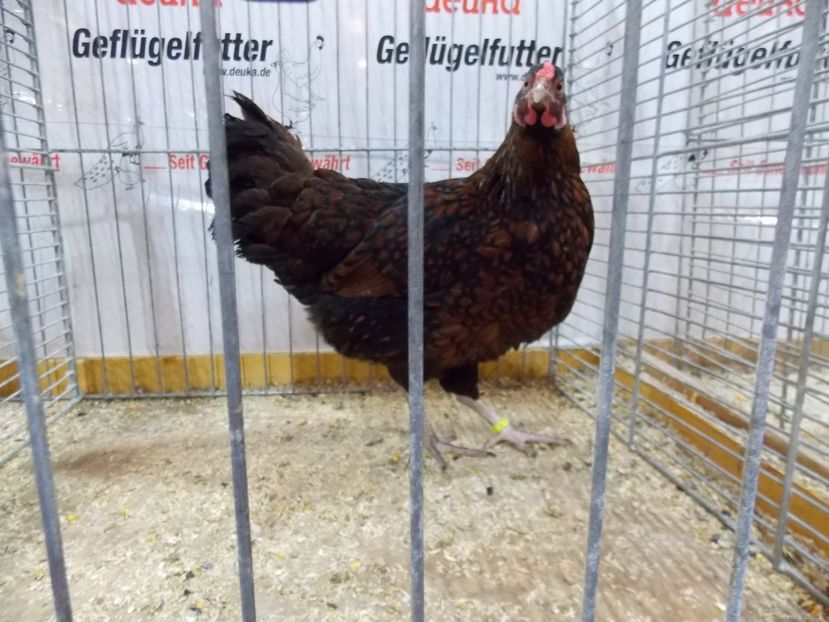  - EXPO-2017- NATIONALA AUSTRIEI WELS