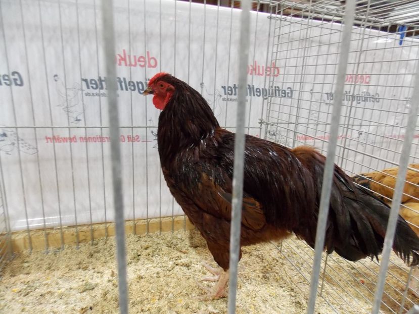  - EXPO-2017- NATIONALA AUSTRIEI WELS