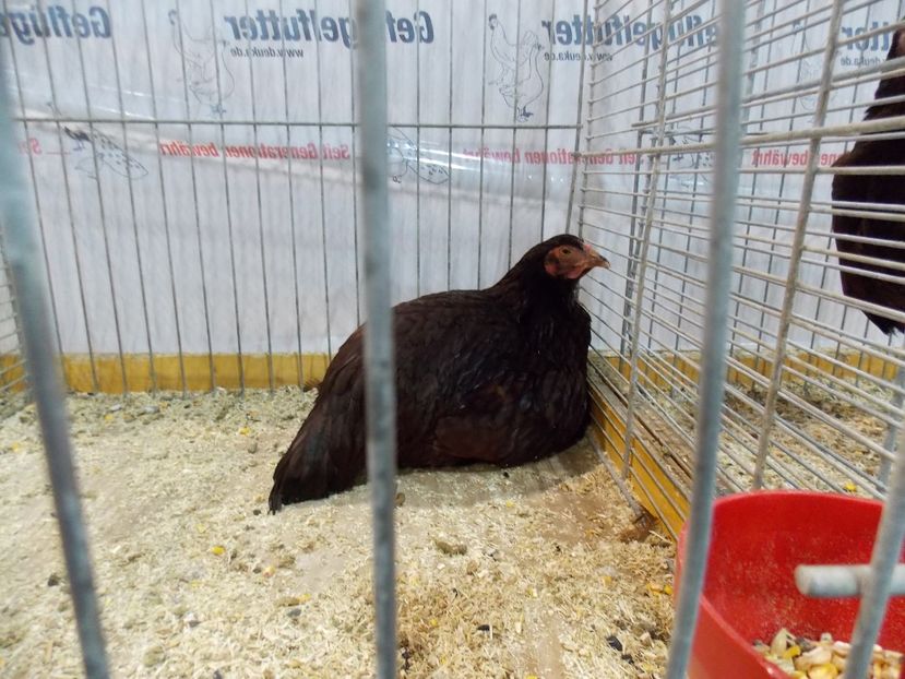  - EXPO-2017- NATIONALA AUSTRIEI WELS