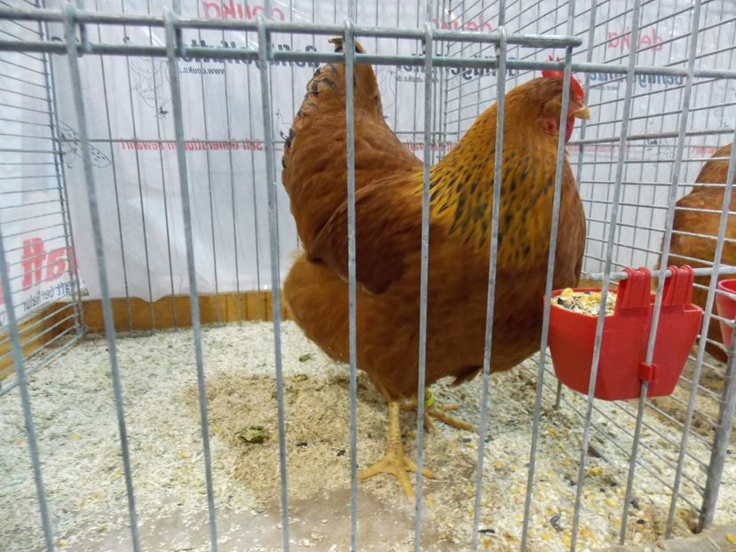  - EXPO-2017- NATIONALA AUSTRIEI WELS