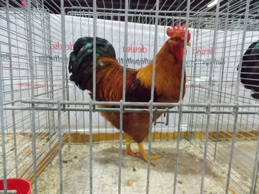  - EXPO-2017- NATIONALA AUSTRIEI WELS