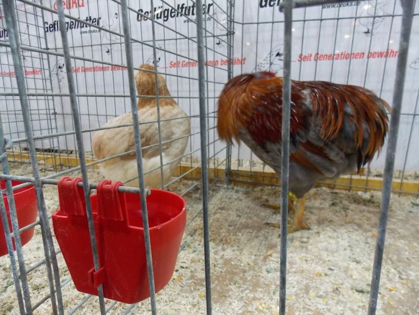  - EXPO-2017- NATIONALA AUSTRIEI WELS