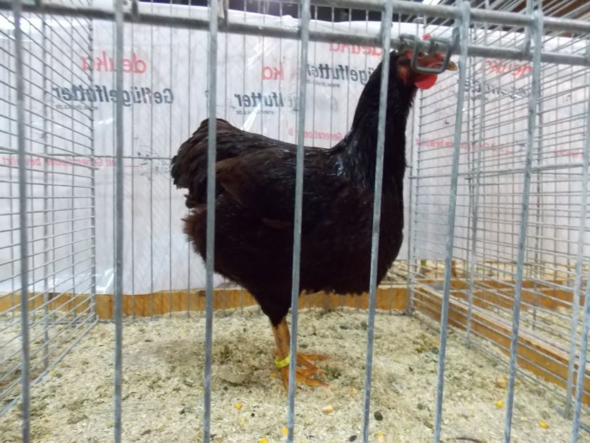  - EXPO-2017- NATIONALA AUSTRIEI WELS