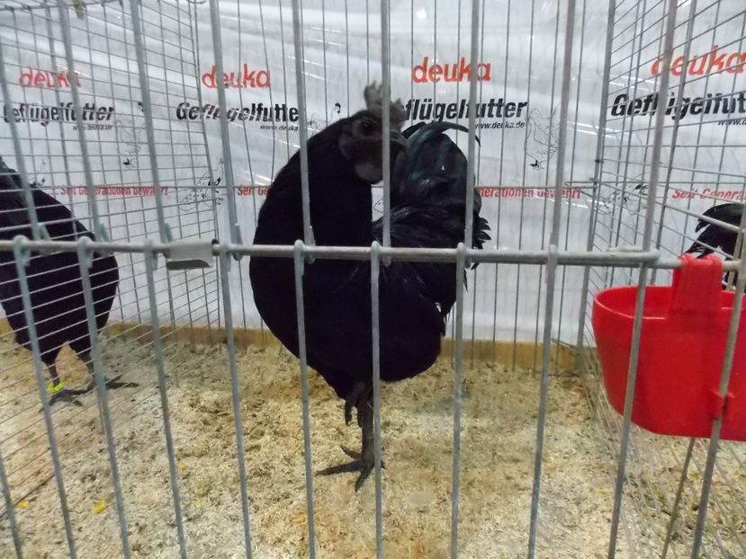  - EXPO-2017- NATIONALA AUSTRIEI WELS