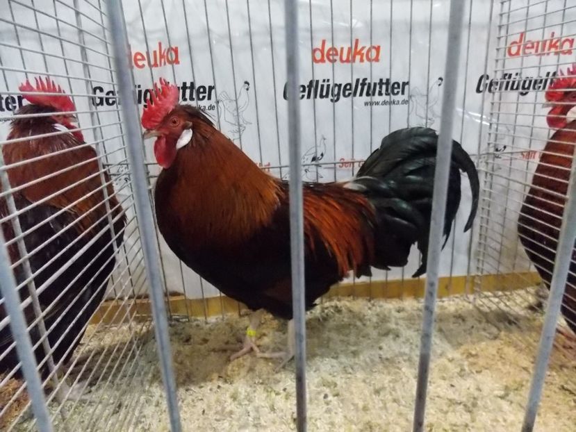  - EXPO-2017- NATIONALA AUSTRIEI WELS