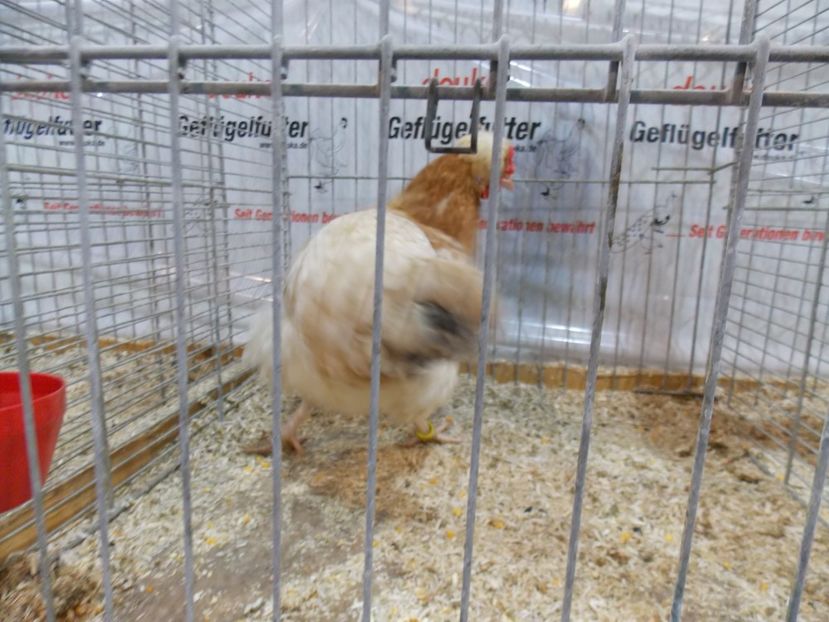  - EXPO-2017- NATIONALA AUSTRIEI WELS