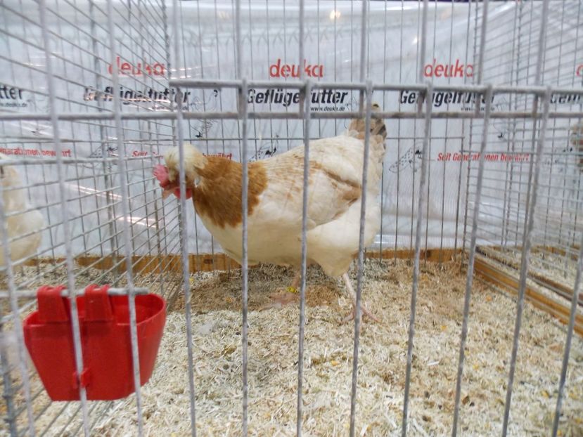  - EXPO-2017- NATIONALA AUSTRIEI WELS