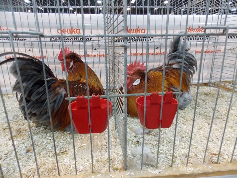  - EXPO-2017- NATIONALA AUSTRIEI WELS