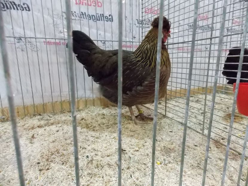  - EXPO-2017- NATIONALA AUSTRIEI WELS