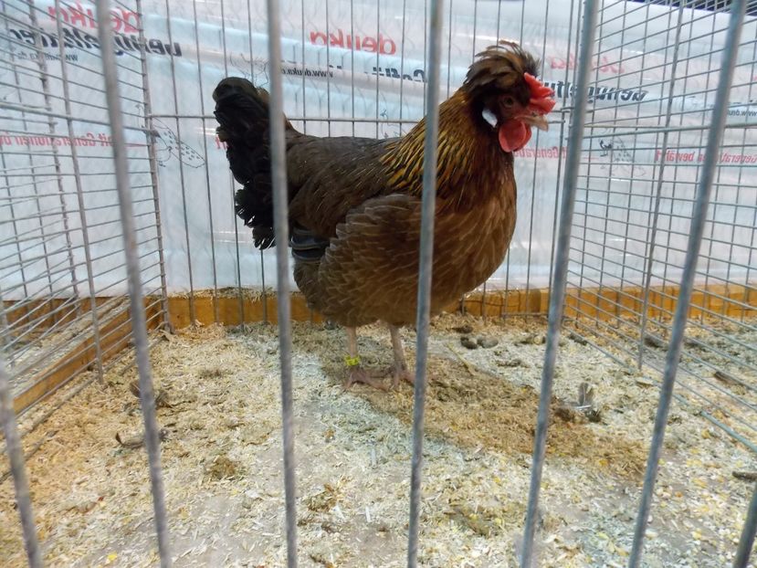  - EXPO-2017- NATIONALA AUSTRIEI WELS