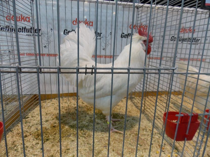  - EXPO-2017- NATIONALA AUSTRIEI WELS