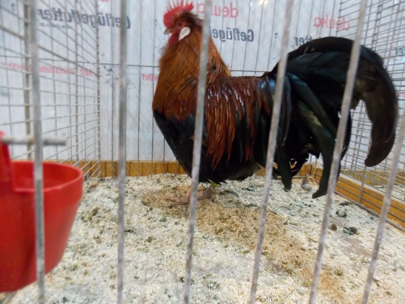  - EXPO-2017- NATIONALA AUSTRIEI WELS