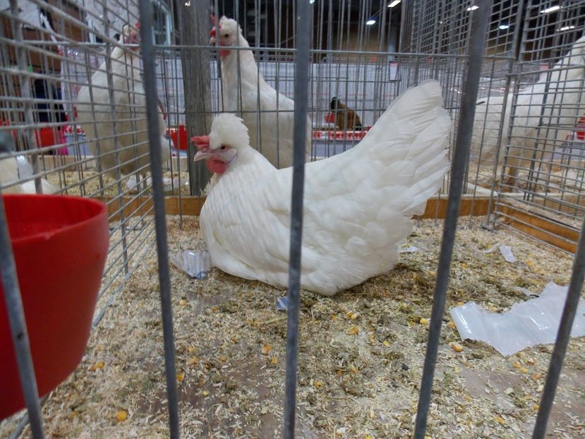  - EXPO-2017- NATIONALA AUSTRIEI WELS