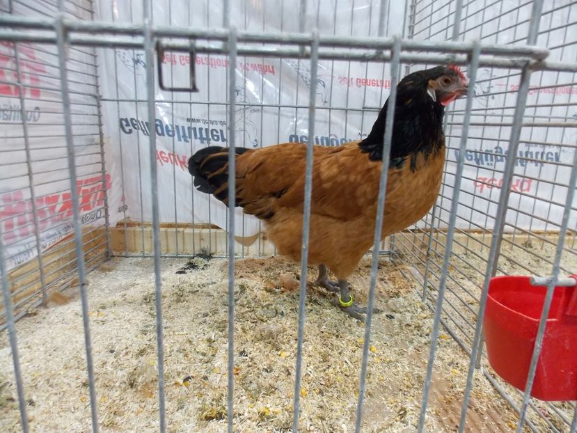  - EXPO-2017- NATIONALA AUSTRIEI WELS