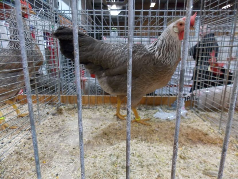  - EXPO-2017- NATIONALA AUSTRIEI WELS