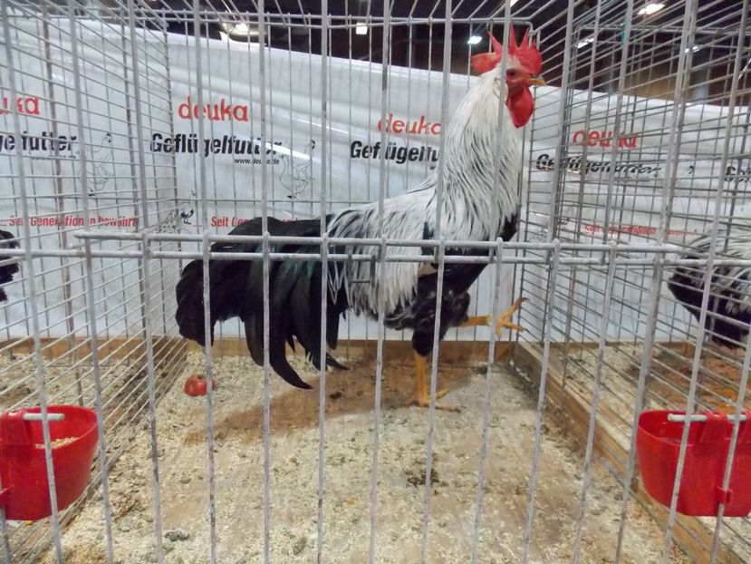  - EXPO-2017- NATIONALA AUSTRIEI WELS