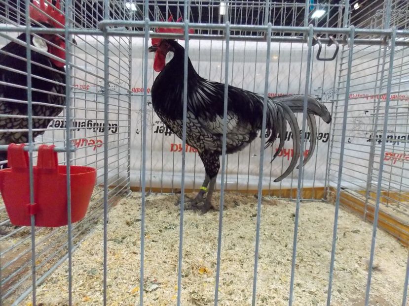  - EXPO-2017- NATIONALA AUSTRIEI WELS