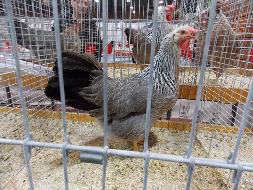  - EXPO-2017- NATIONALA AUSTRIEI WELS