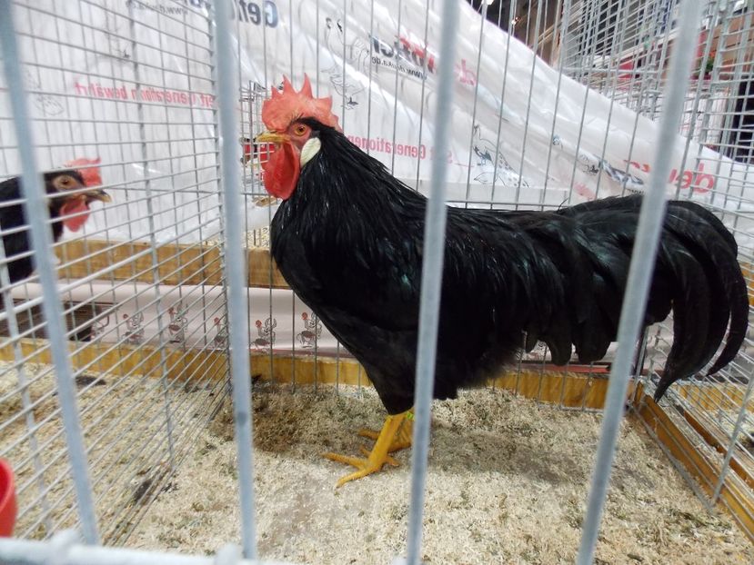  - EXPO-2017- NATIONALA AUSTRIEI WELS