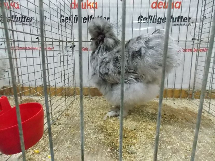  - EXPO-2017- NATIONALA AUSTRIEI WELS