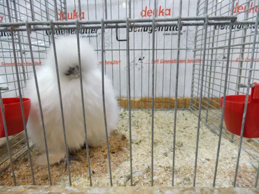  - EXPO-2017- NATIONALA AUSTRIEI WELS