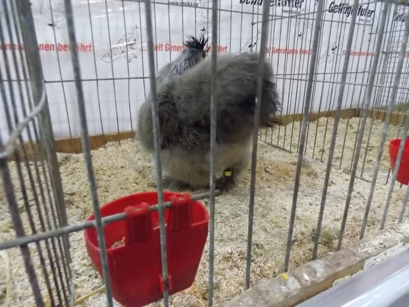  - EXPO-2017- NATIONALA AUSTRIEI WELS