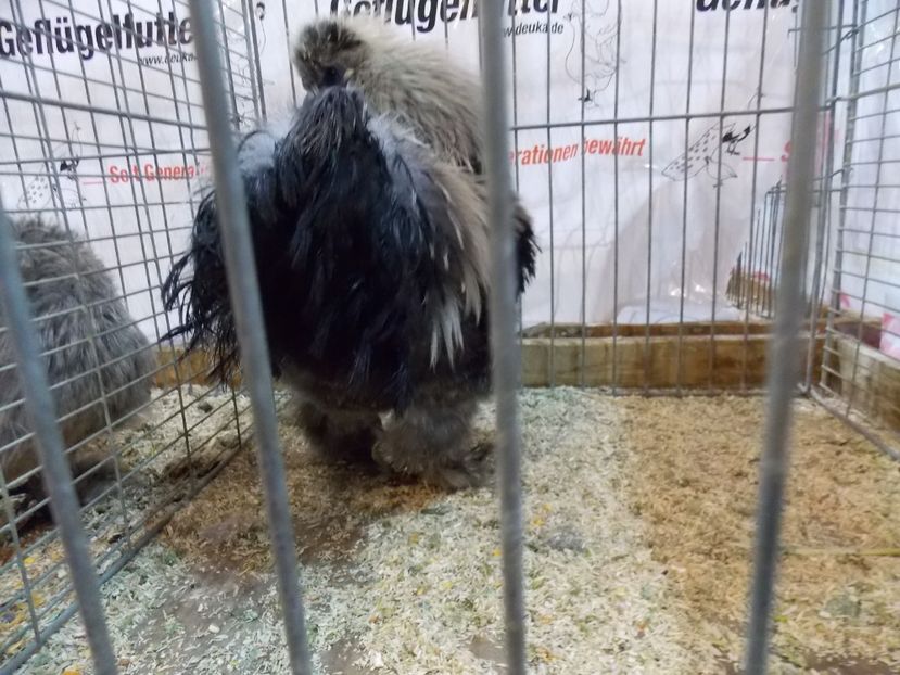  - EXPO-2017- NATIONALA AUSTRIEI WELS