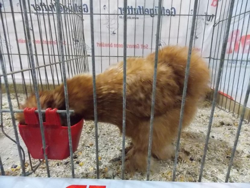  - EXPO-2017- NATIONALA AUSTRIEI WELS