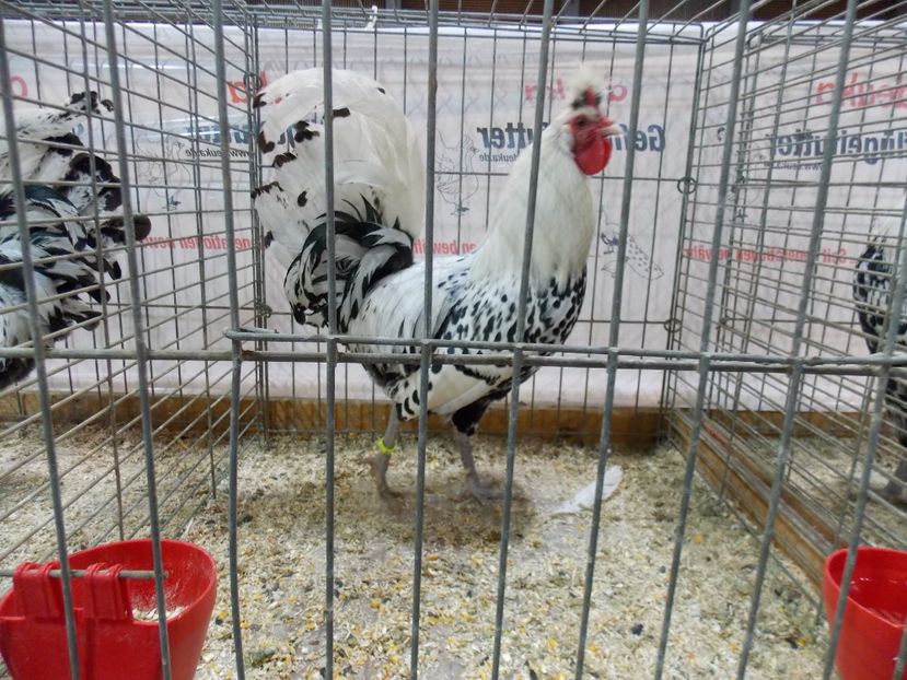  - EXPO-2017- NATIONALA AUSTRIEI WELS