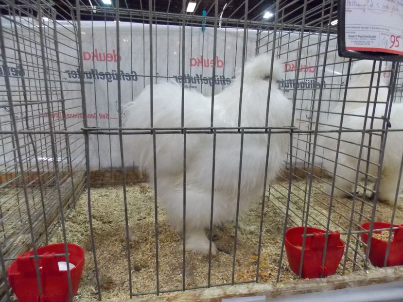  - EXPO-2017- NATIONALA AUSTRIEI WELS