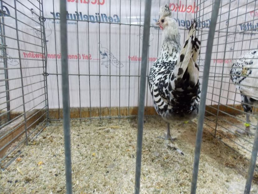  - EXPO-2017- NATIONALA AUSTRIEI WELS