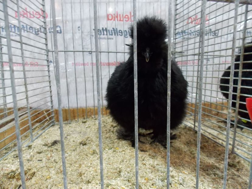  - EXPO-2017- NATIONALA AUSTRIEI WELS