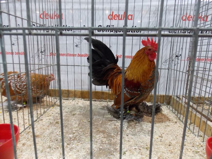  - EXPO-2017- NATIONALA AUSTRIEI WELS