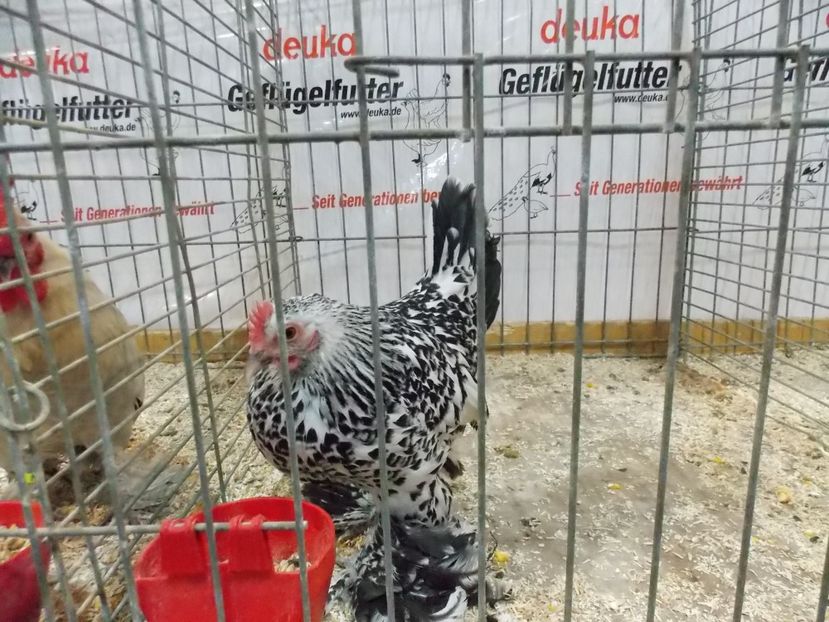  - EXPO-2017- NATIONALA AUSTRIEI WELS