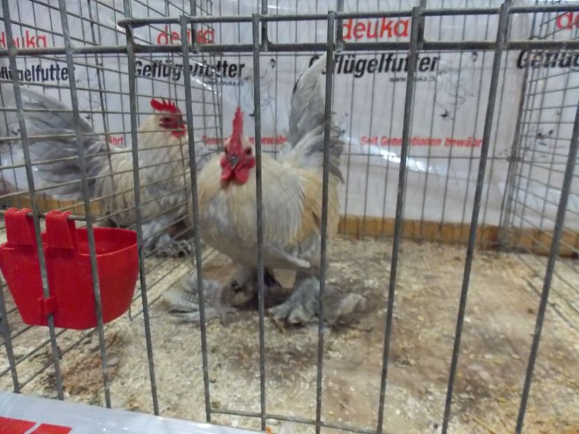  - EXPO-2017- NATIONALA AUSTRIEI WELS