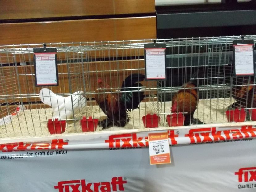  - EXPO-2017- NATIONALA AUSTRIEI WELS