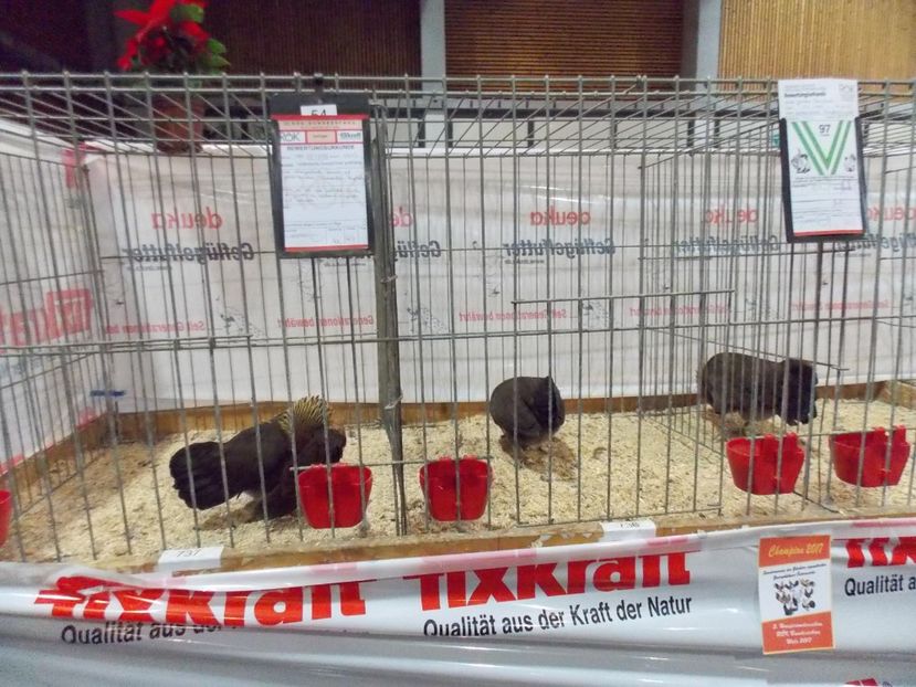  - EXPO-2017- NATIONALA AUSTRIEI WELS